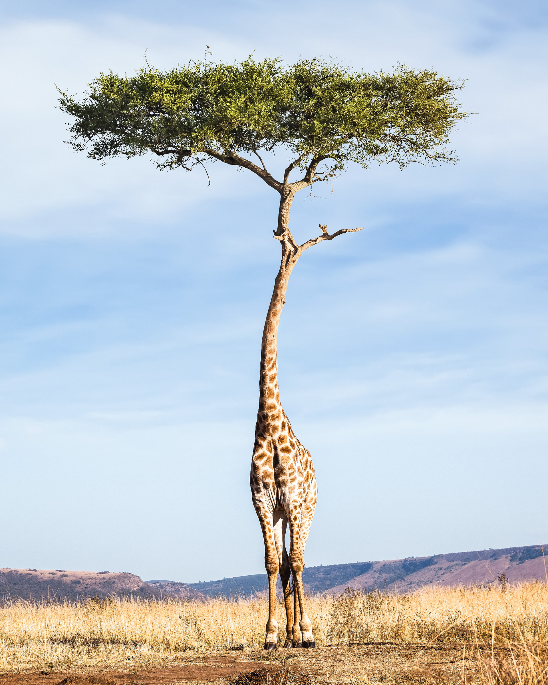 giraffe_tree